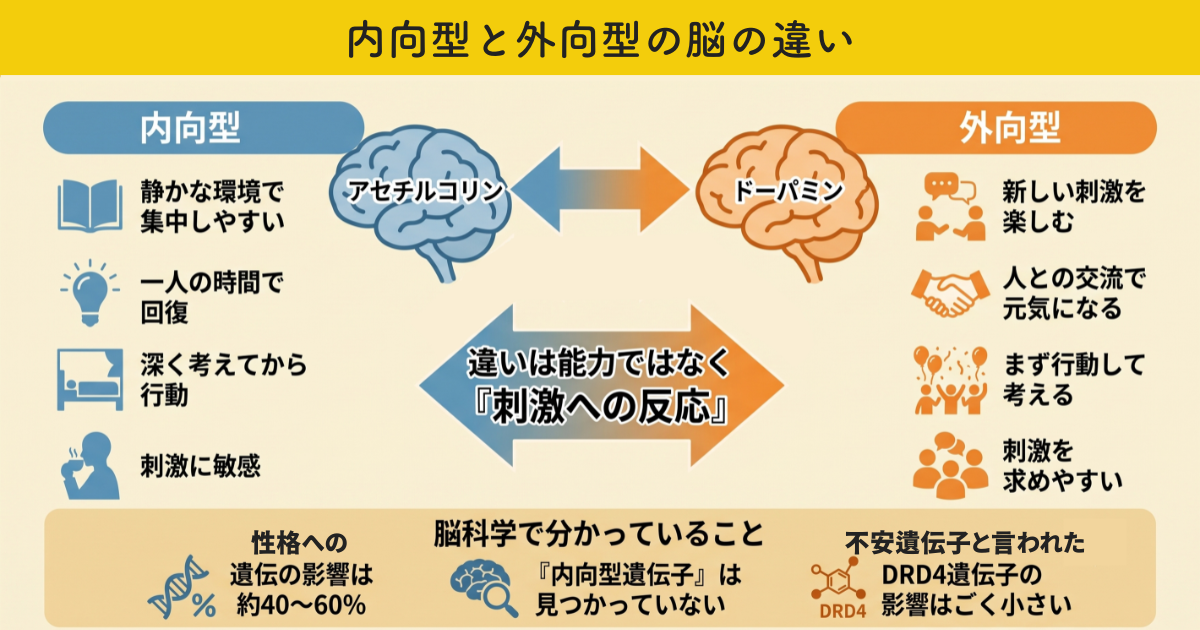 内向型と外向型の脳の違い