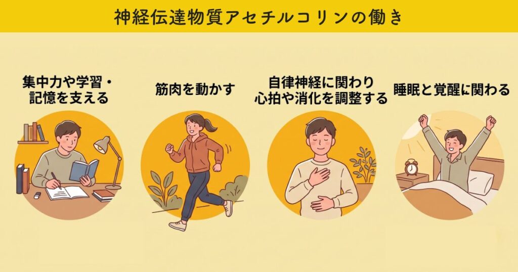 神経伝達物質アセチルコリンの働き